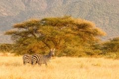 Shompole-zebra-scaled