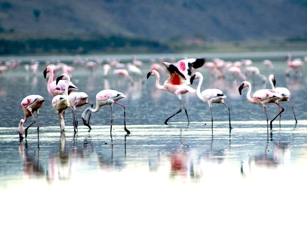 flamingo hill camp nakuru