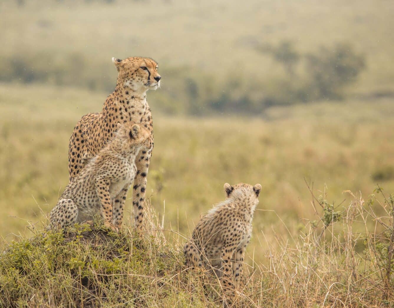Discover Masai Mara