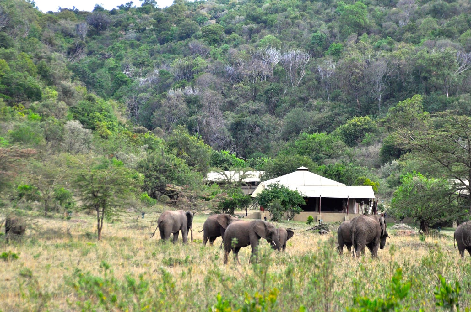 entumoto safari camp-masai mara