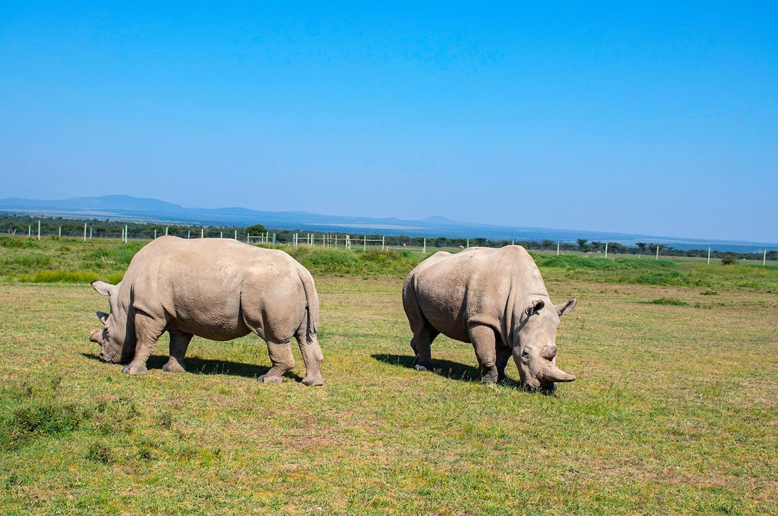 Ol Pejeta Rhino Conservancy