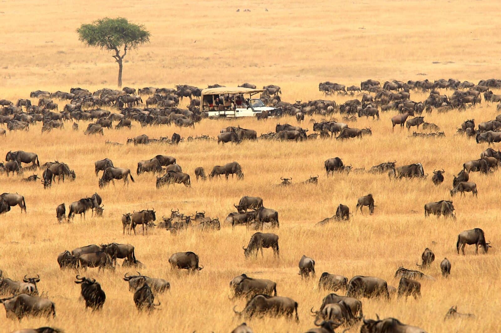 Safari game drives in Masai Mara