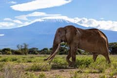 Angama-Amboseli-Elephant-with-Mount-Kilimanjaro-photographed-by-Sammy-Njoroge
