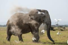 Angama-Amboseli-elephant