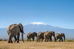 Angama-Amboseli-elephants-Mount-Kilimanjaro