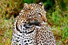 maridadi-the-leopard