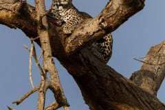 Samburu-Leopard