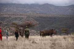 Lewa-Safari-Camp-Bush-Walk-Rhino