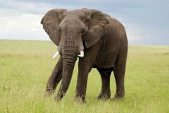 enkewa-mara-camp-elephant