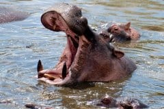 enkewa-mara-camp-hippo