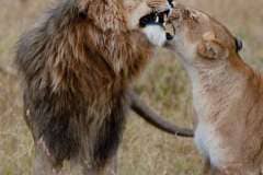 enkewa-mara-camp-lions