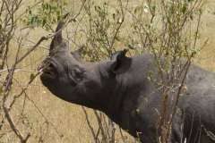 enkewa-mara-camp-rhino