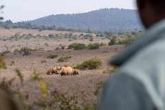 Rhinos-in-borana