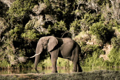 elephant-home-page