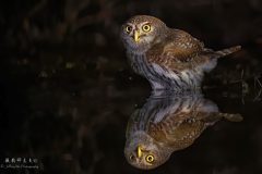 Pearl-Spotted-Owlet-1