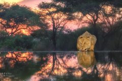 Youn-male-Lion-sunrise