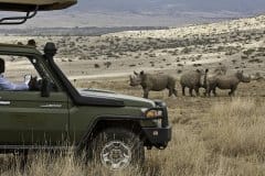 Lewa-House-White-Rhinos-seen-on-game-drives