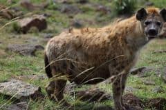 Mara-Serena-Safari-Lodge-hyena