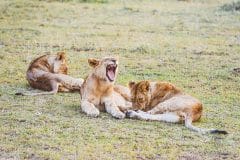 Mara-simba-lions