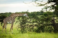 Mara-Toto-Camp-giraffe