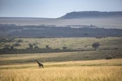 Masai-Mara-lanscape-Silverless_6R1A6887_highres