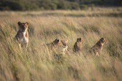 Moterh-Lion-with-Cubs-Rekero