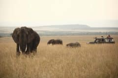 Rekero-Camp-game-drive-elephants