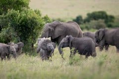 Salas-Camp-Elephant-herd