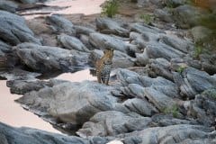 Salas-Camp-Wildlife-Leopard
