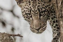 Serengeti-Bushtops-leopard