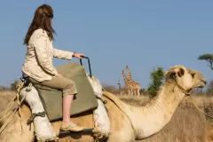 Sosian-camel-riding-with-giraffe-1