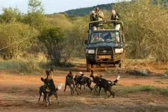 Sosian-game-drive-with-wild-dogs-1