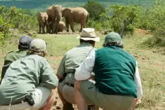 Sosian-walking-with-elephants