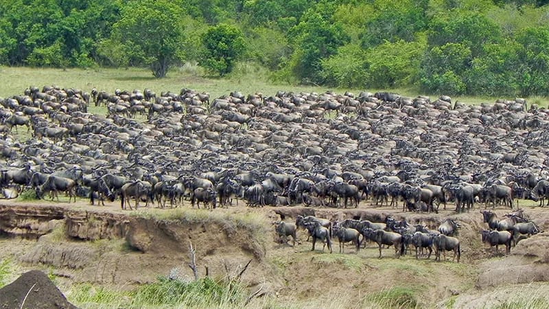 The Annual Great Migration