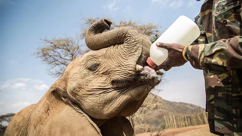 Reteti Elephant Sanctuary Samburu